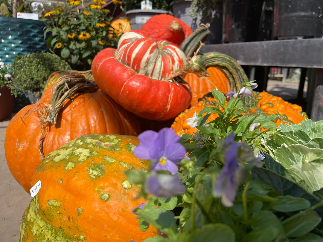 PUMPKINS ~ GOURDS