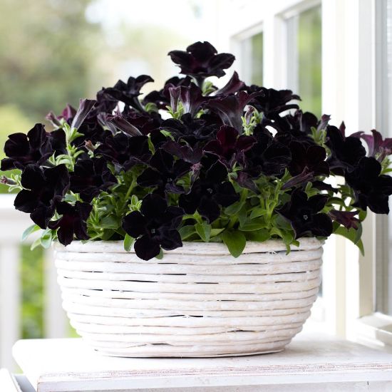 mamba herbicide Crazytunia Black Mamba LOCALLY GROWN