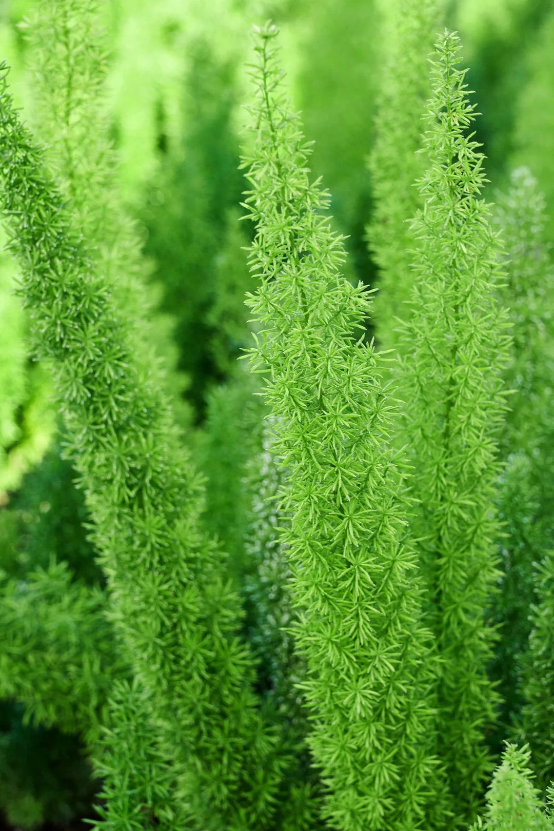 Foxtail Fern