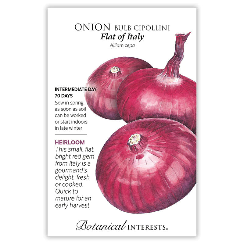 Onion Bulb Cipollini (red) Flat of Italy Seeds