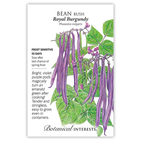 Bean Bush Royal Burgundy Org