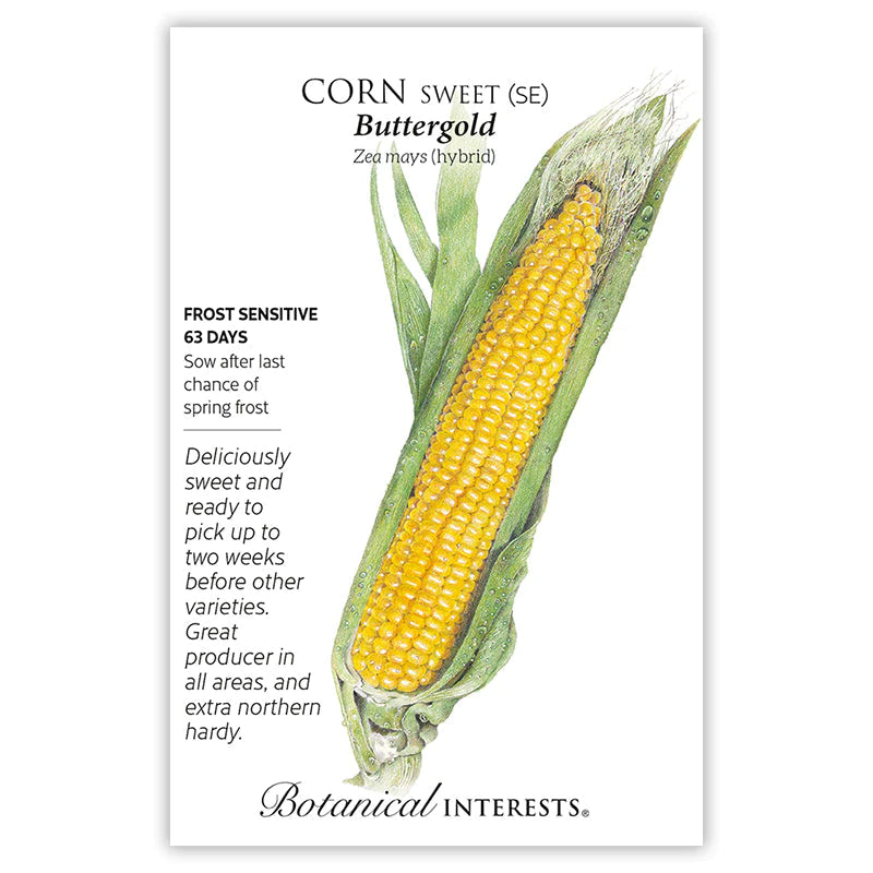 Corn Sweet Buttergold