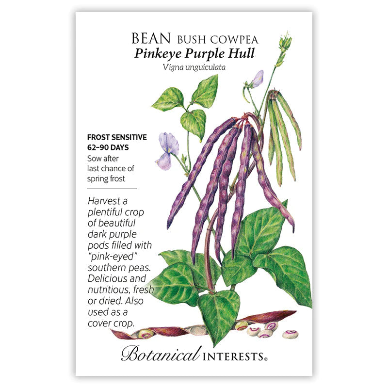 Bean Bush Cowpea Pinkeye Purple Hull