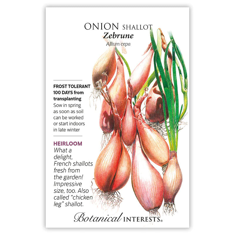 Onion Shallot Zebrune Seeds
