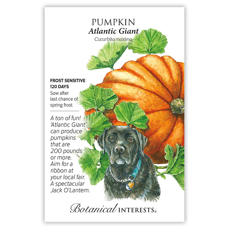 Pumpkin Atlantic Giant
