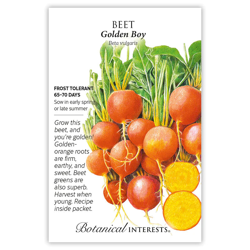 Beet Golden Boy