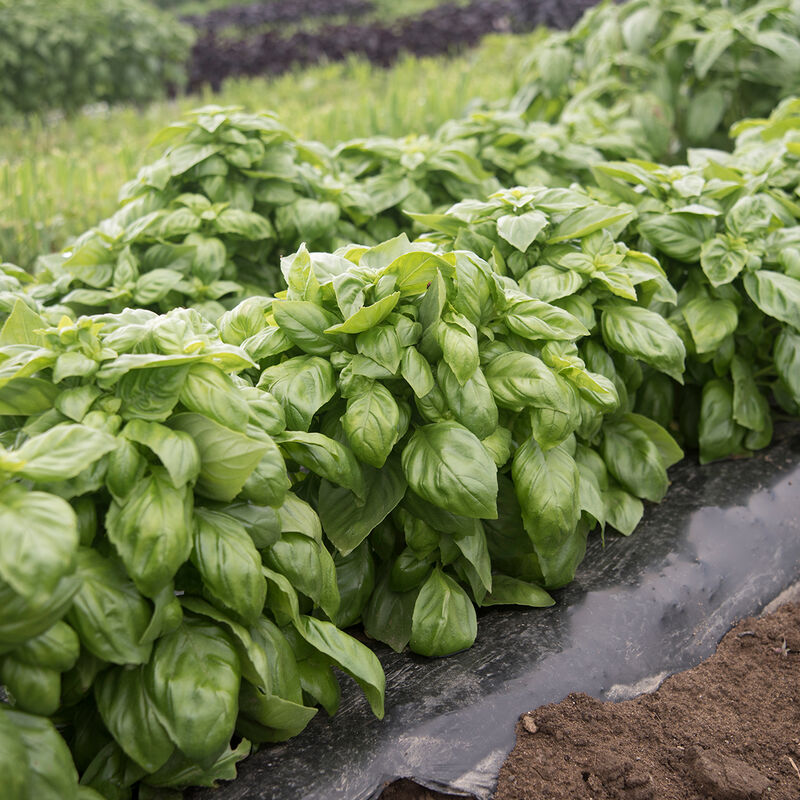 Basil Everleaf Genovese LOCALLY GROWN