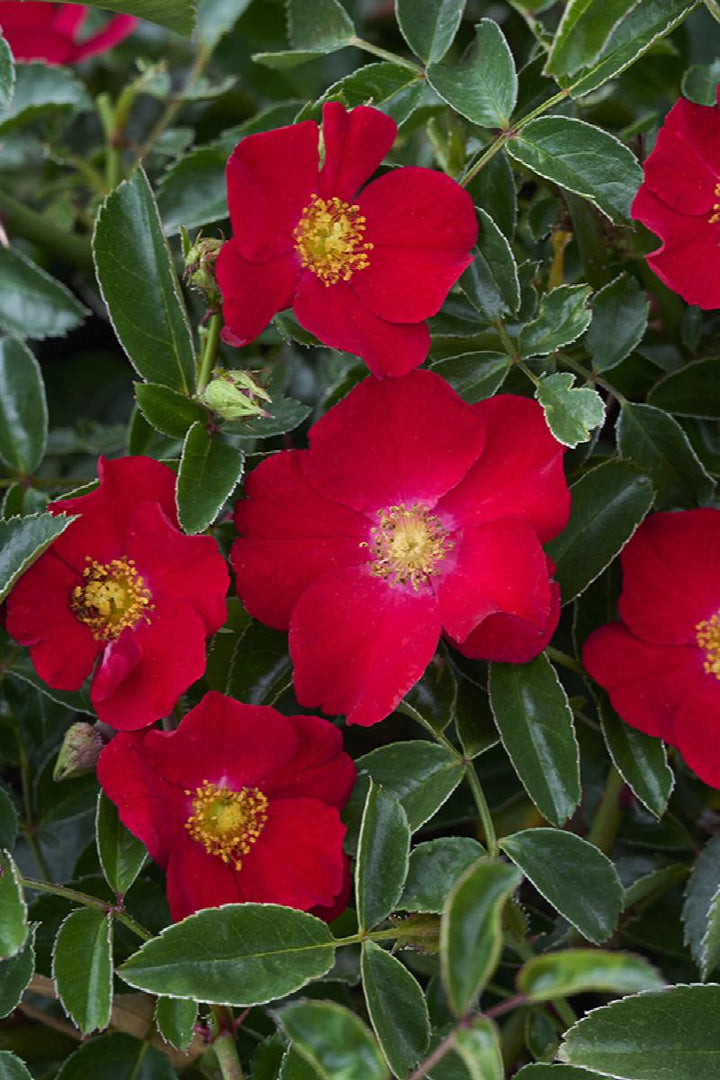 Flower Carpet® Red Rose