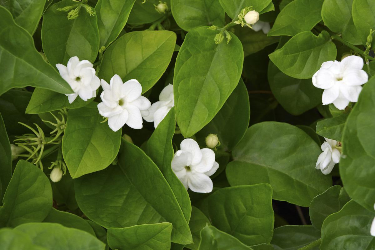 indoor arabian jasmine plant Arabian Jasmine