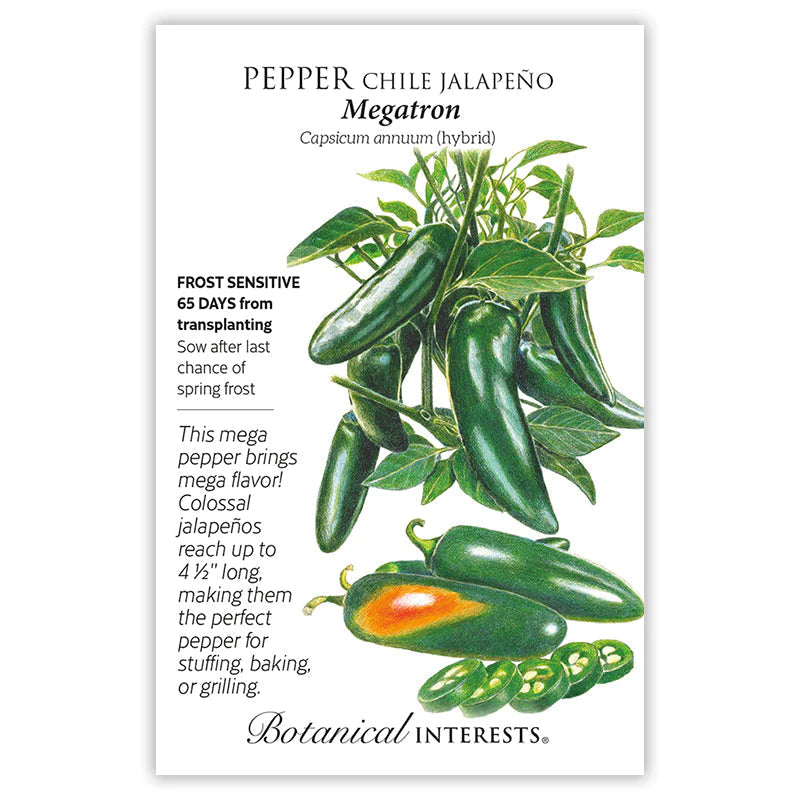 Pepper Chile Jalapeño Megatron Hybrid