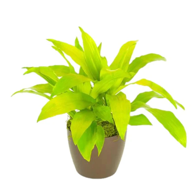 DRACENA LIME LIGHT