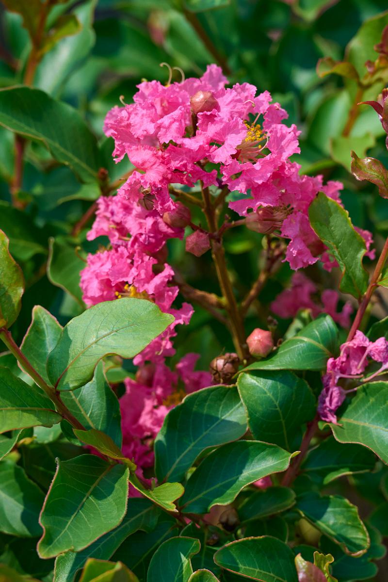 Tuscarora Crape Myrtle
