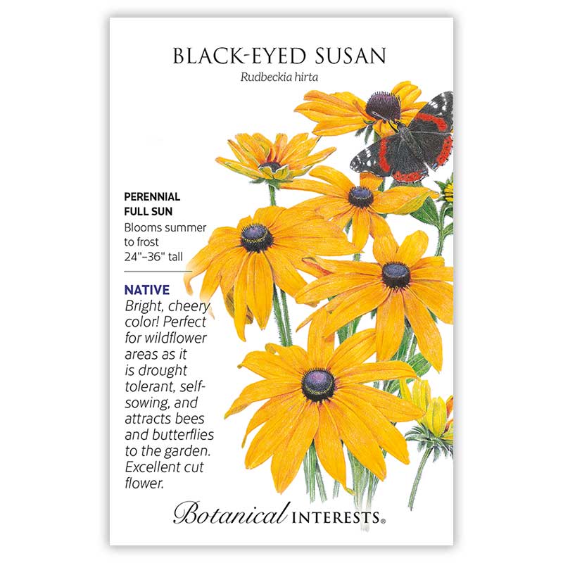 planting black-eyed susan seeds Black-Eyed Susan Seeds