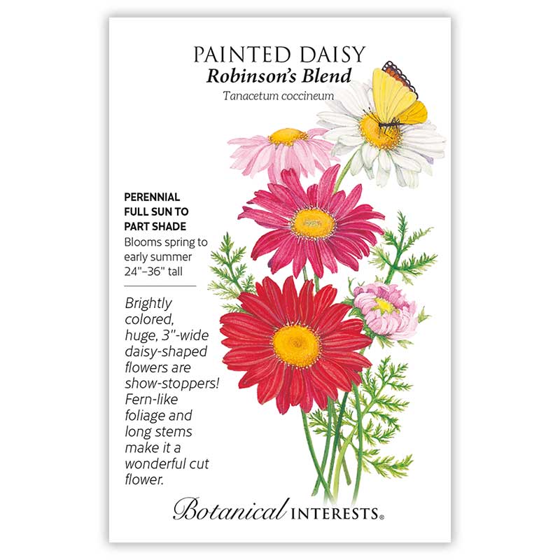 Painted Daisy Robinson's Blend