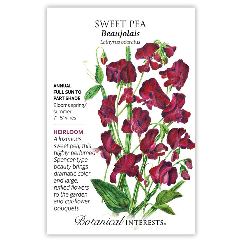 Sweet Pea Beaujolais