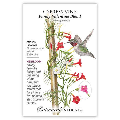 Cypress Vine Funny Valentine Blend