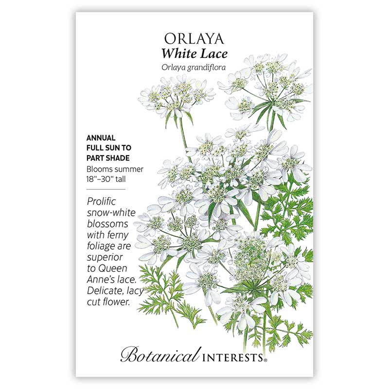 Orlaya White Lace