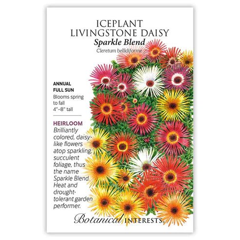 Iceplant Livingstone Daisy Sparkle Blend