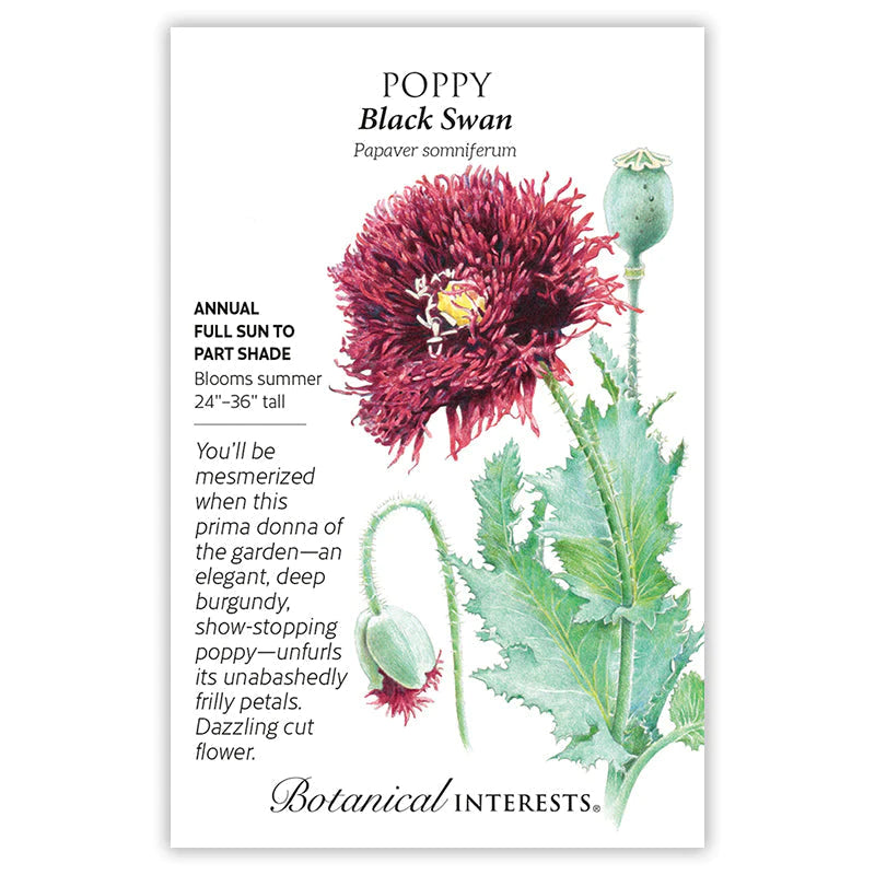 POPPY BLACK SWAN