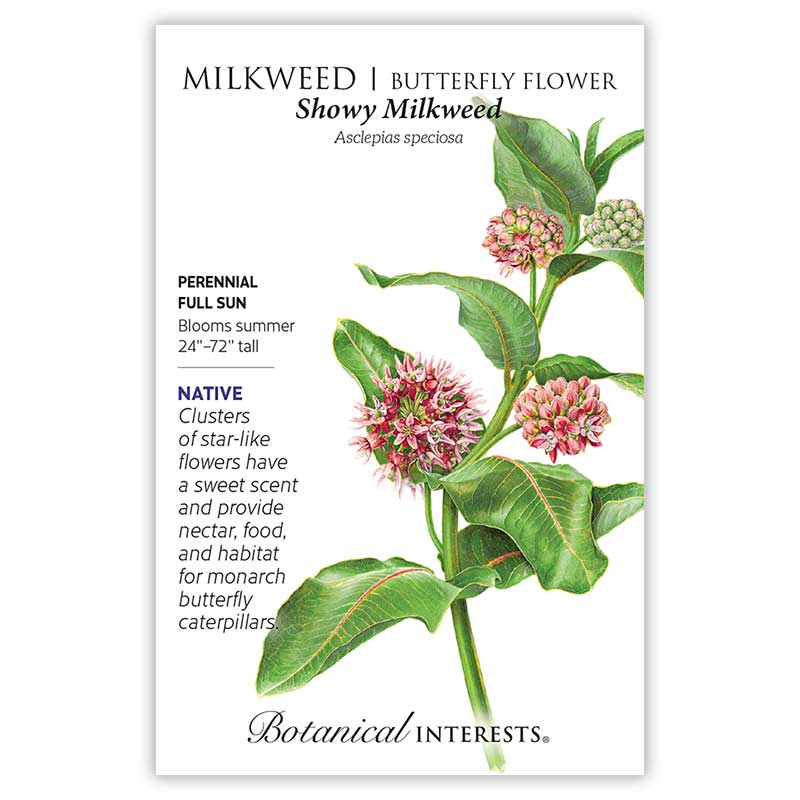 Milkweed Butterfly Flower Showy Milkweed Seed