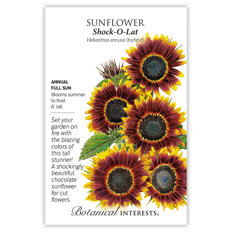 Sunflower Shock O Lat