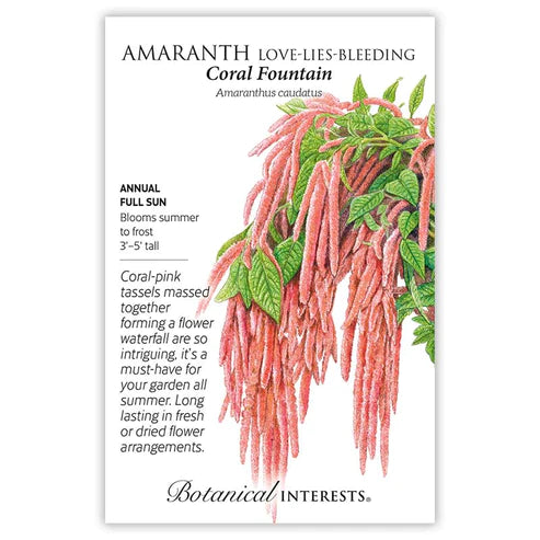AMARANTH CORAL FOUNTAIN