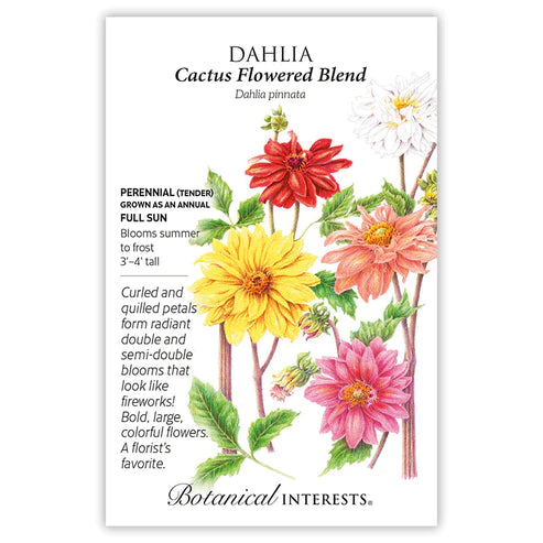 dahlia seed packets Dahlia Cactus Flowered Blend