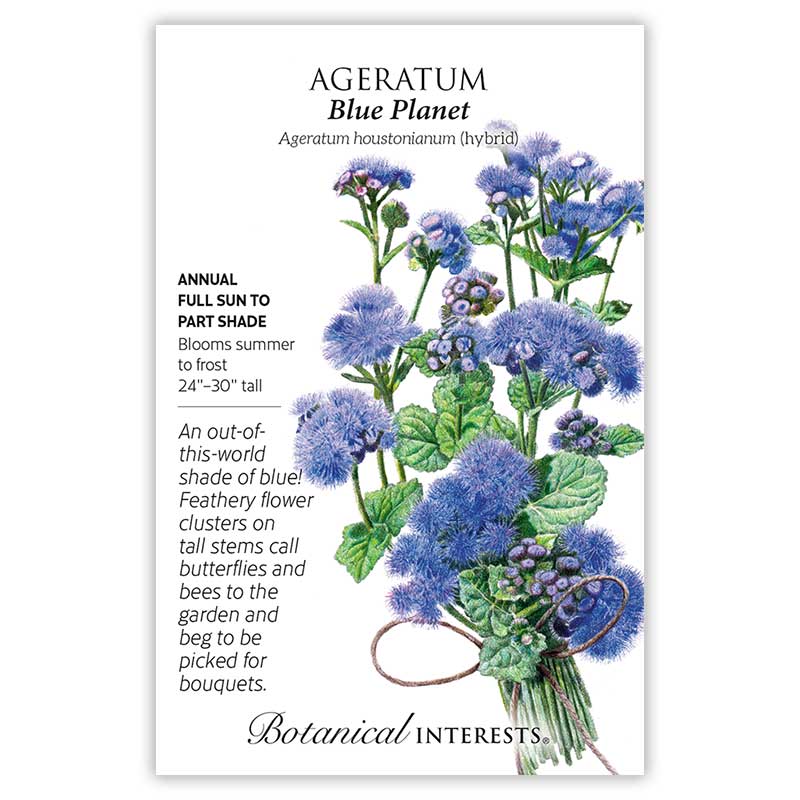 Ageratum Blue Planet hybrid