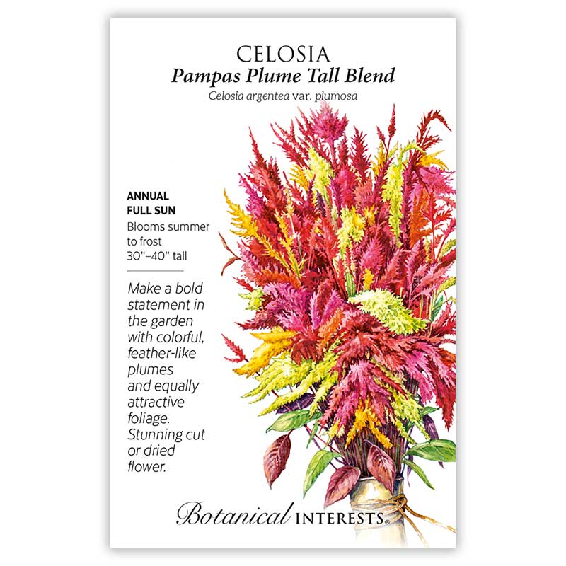 Celosia Pampas Plume Blend
