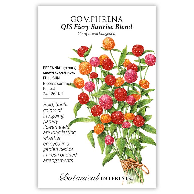 Gomphrena QIS Fiery Sunrise Blend