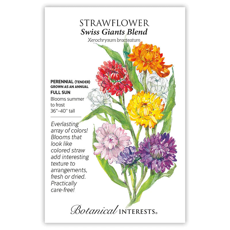 STRAWFLOWER SWISS GIANTS BLEND