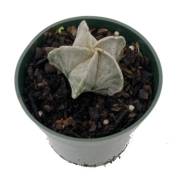 Bishop's Cap