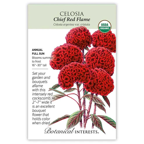 Celosia Chief Red Flame Org