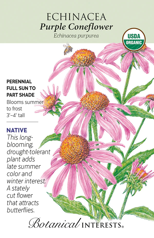 Echinacea Purple Coneflower Org