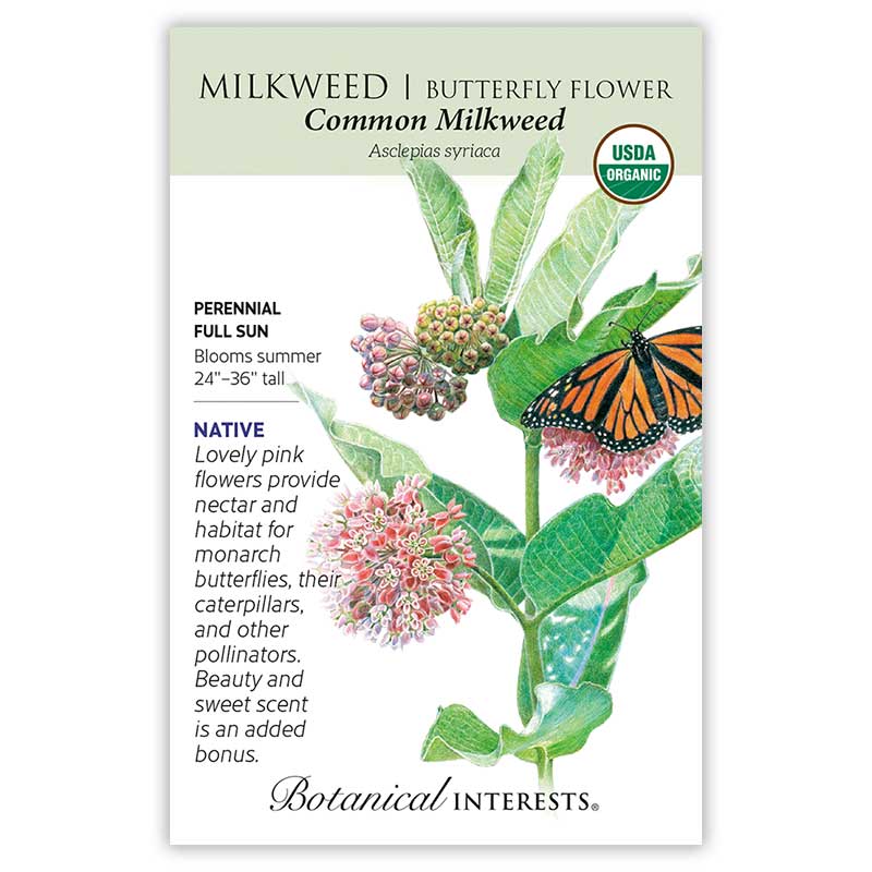 Milkweed Common Milkweed ORG
