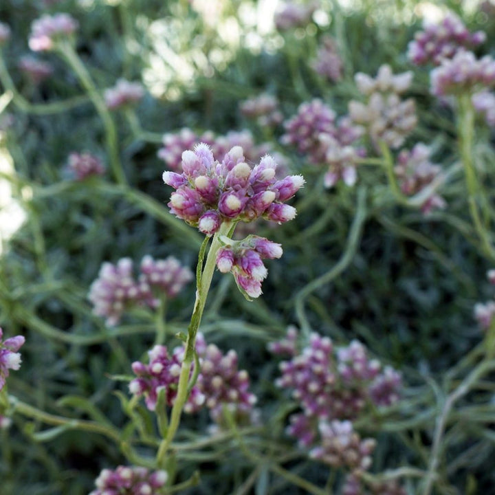 Pink Pussy-toes Antennaria dioica 'Rubra' Groundcover