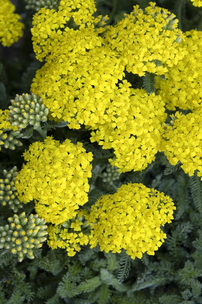 Desert Eve™ Yellow Yarrow