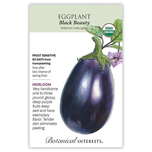 Eggplant Black Beauty Org