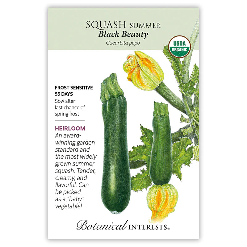 Squash Summer Black Beauty Org