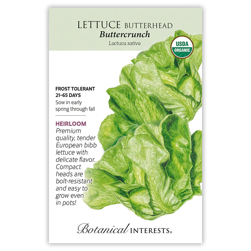 Lettuce Butterhead Buttercrunch Org