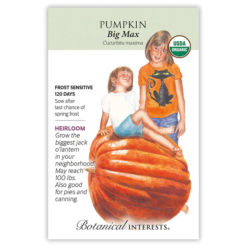 Pumpkin Big Max Org