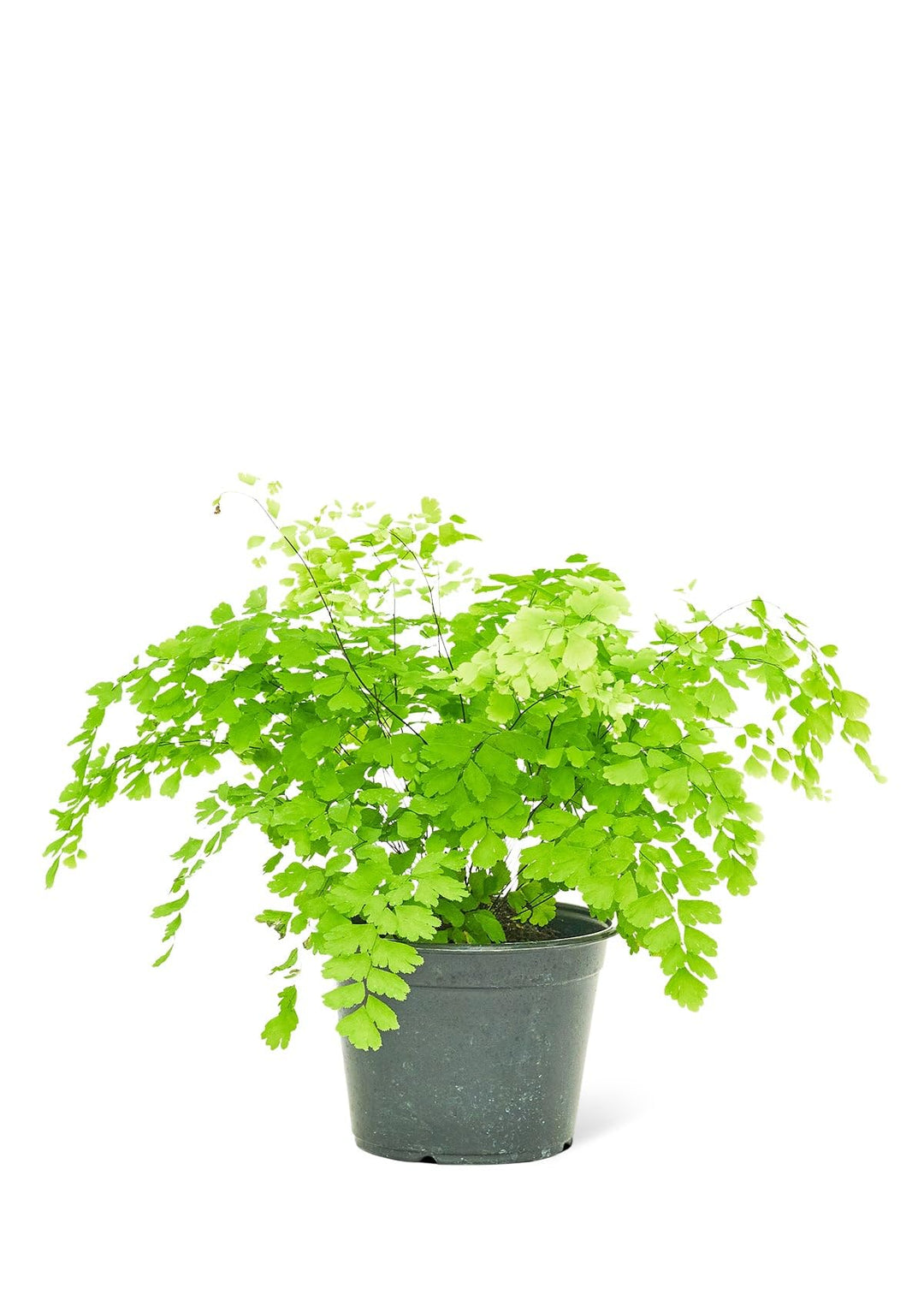 Fern Maidenhair
