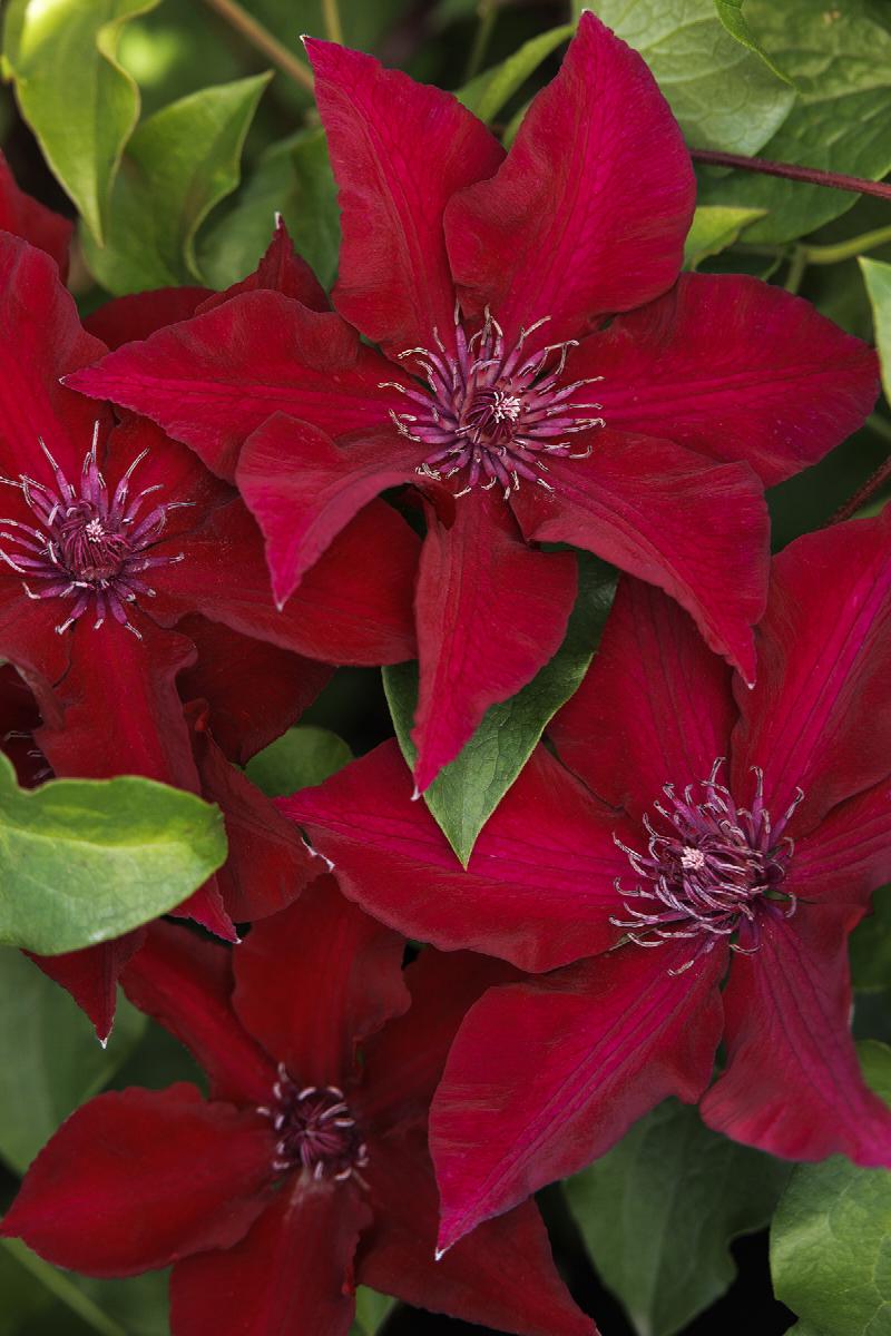 Boulevard® Nubia™ Clematis