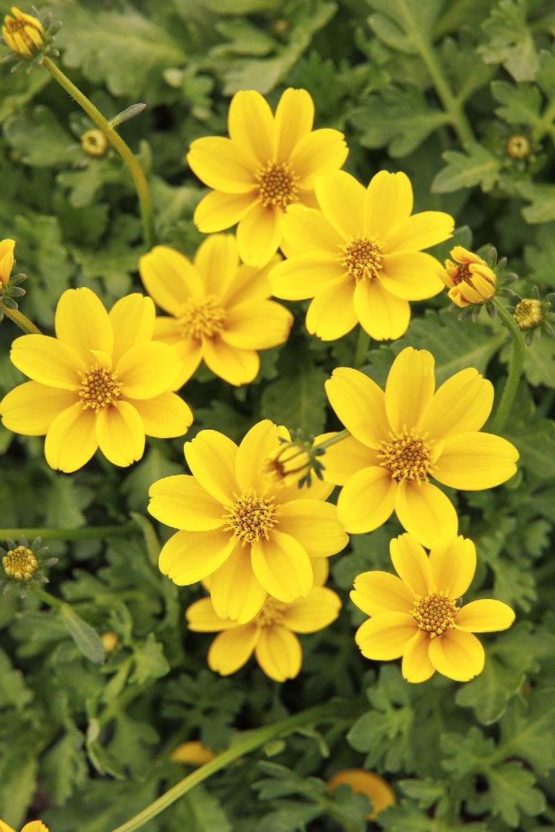 Timeless™ Golden Empire™ Bidens