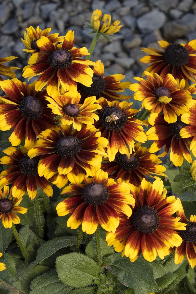 SmileyZ™ Kissing Black-Eyed Susan