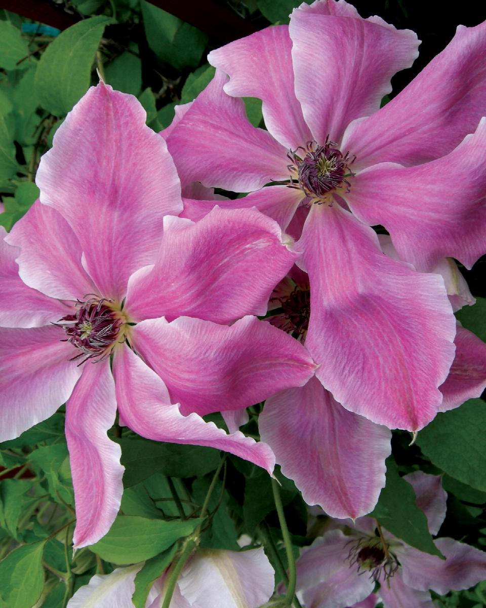 Vancouver™ Mystic Gem Clematis Vine
