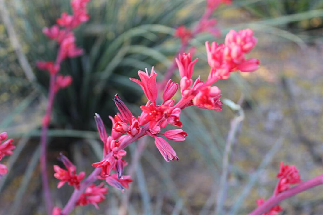 Stoplights Red Yucca