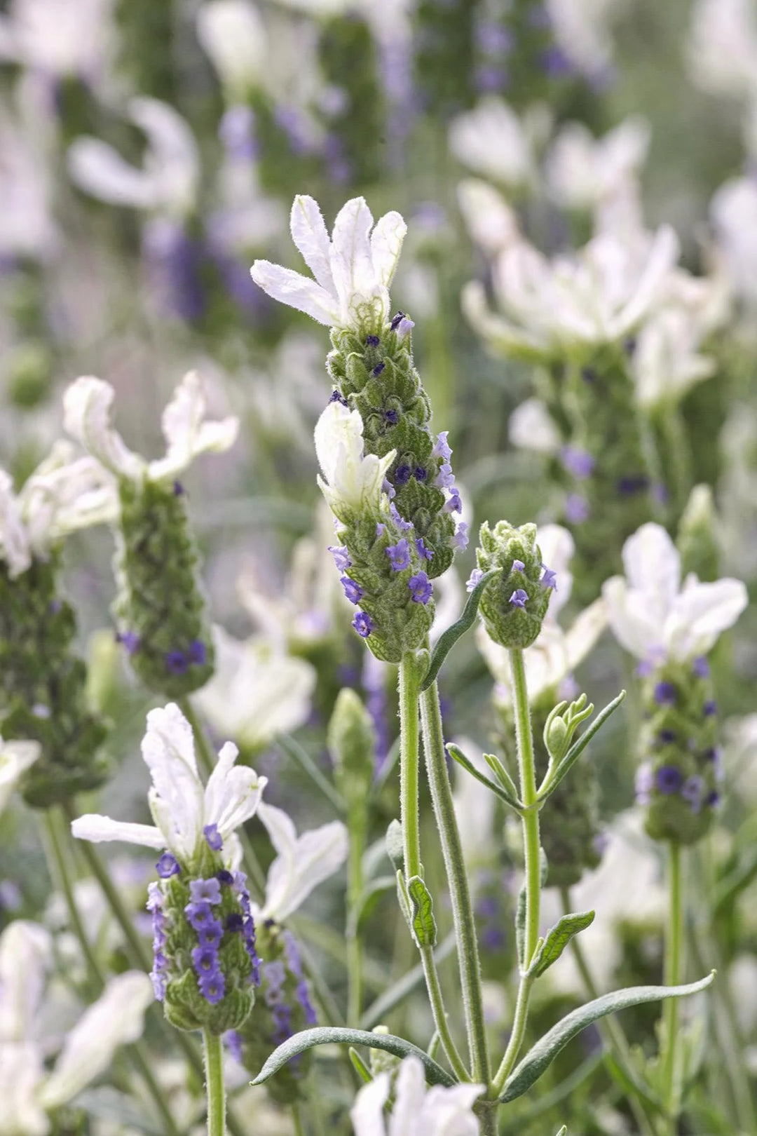 Javelin Forte™ White Spanish Lavender