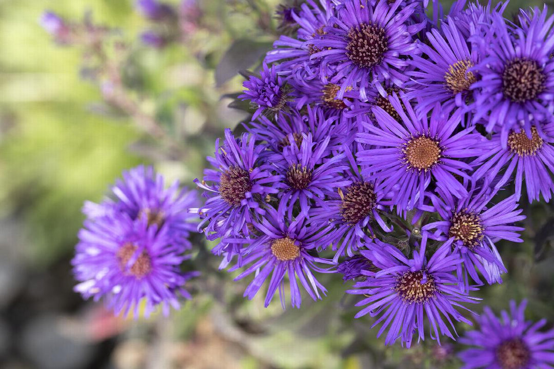 Grape Crush New England Aster