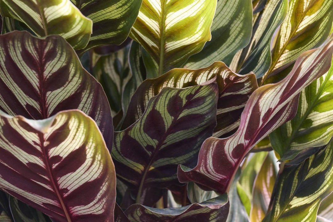 Peacock Plant